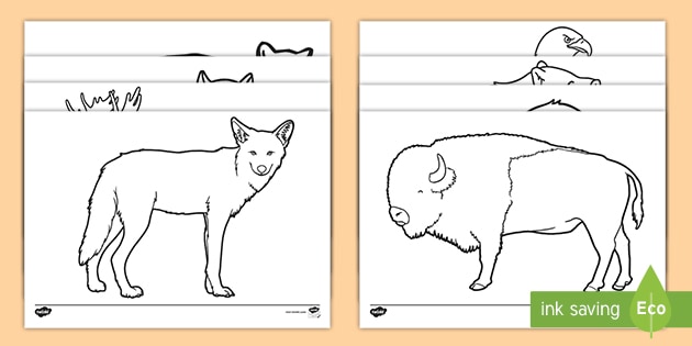 North american animals colouring pages teacher