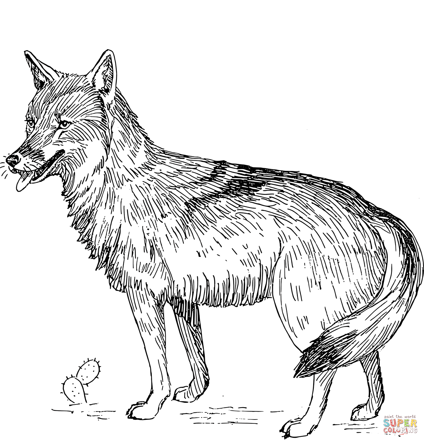 Coyote coloring page free printable coloring pages