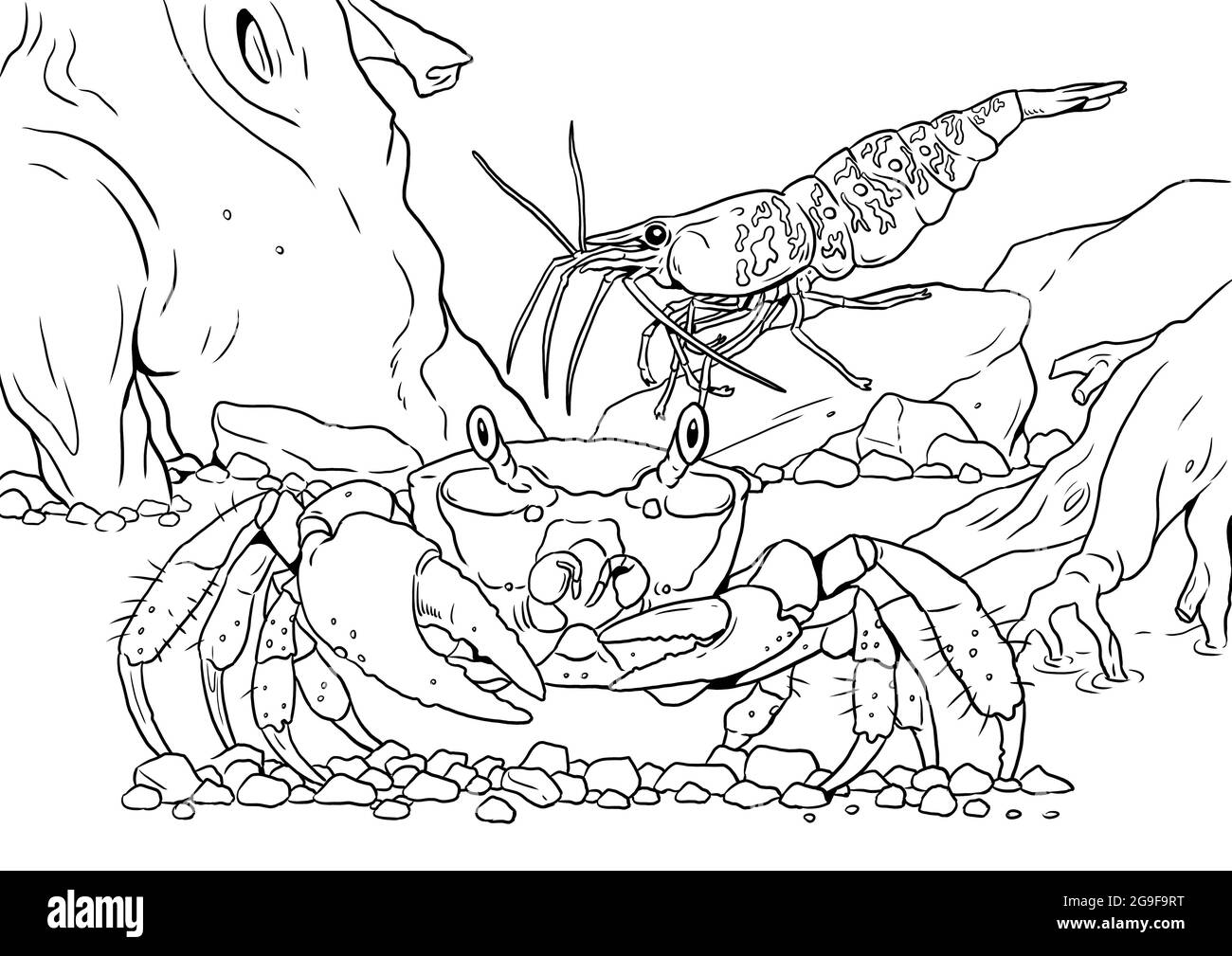 Tropical marine crab with prawn colorful sea animals digital template coloring book for children and adults stock photo