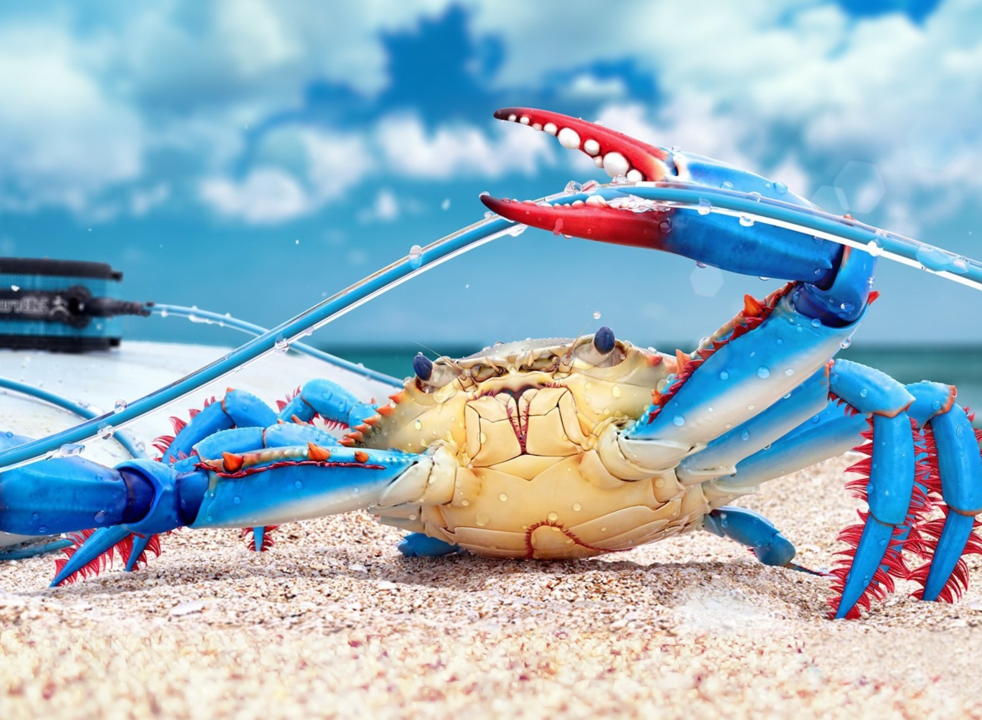 Download Free 100 + crab wallpaper