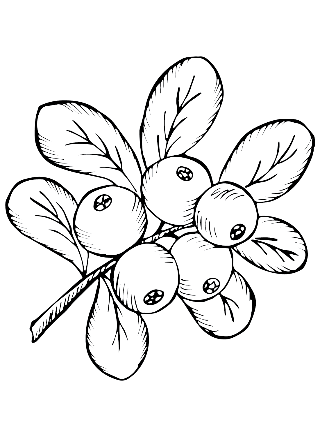Cranberry coloring pages printable for free download