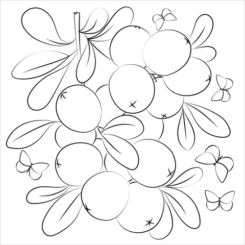 Cranberry coloring page free printable coloring pages