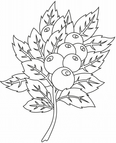 Cranberry coloring page free printable coloring pages