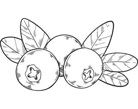 Three cranberries coloring page free printable coloring pages