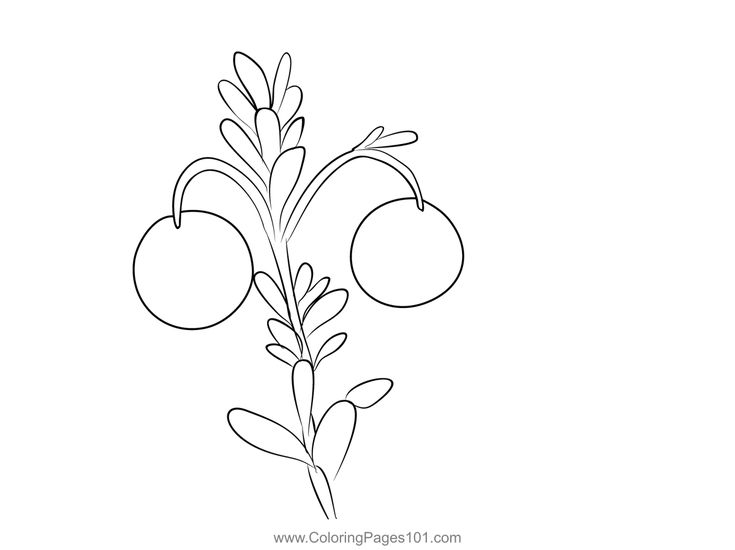 Cranberry coloring page coloring pages coloring pages for kids color