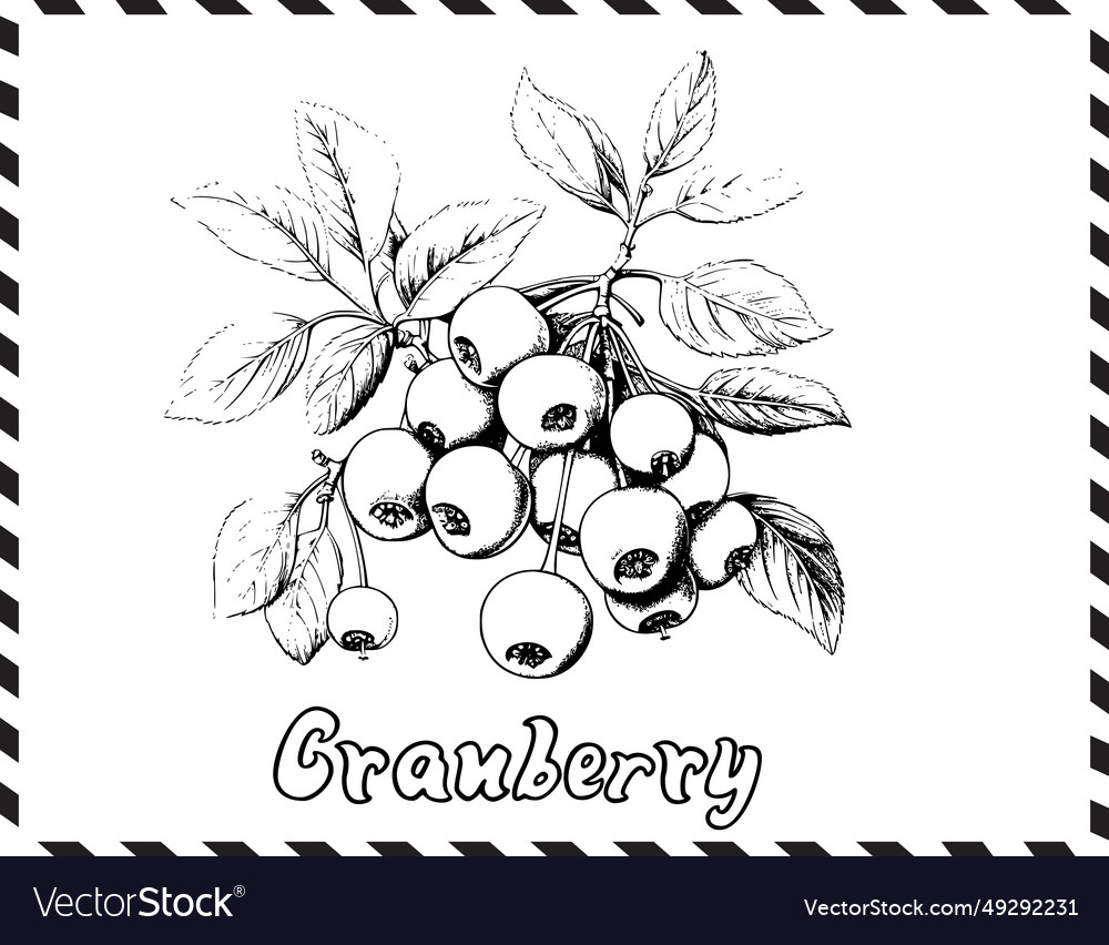 Cranberry coloring pages for kids royalty free vector image