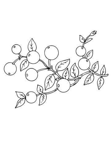 Cranberry coloring page from cranberry category select from printable crafts of cartooâ fruit coloring pages coloring pages free printable coloring pages