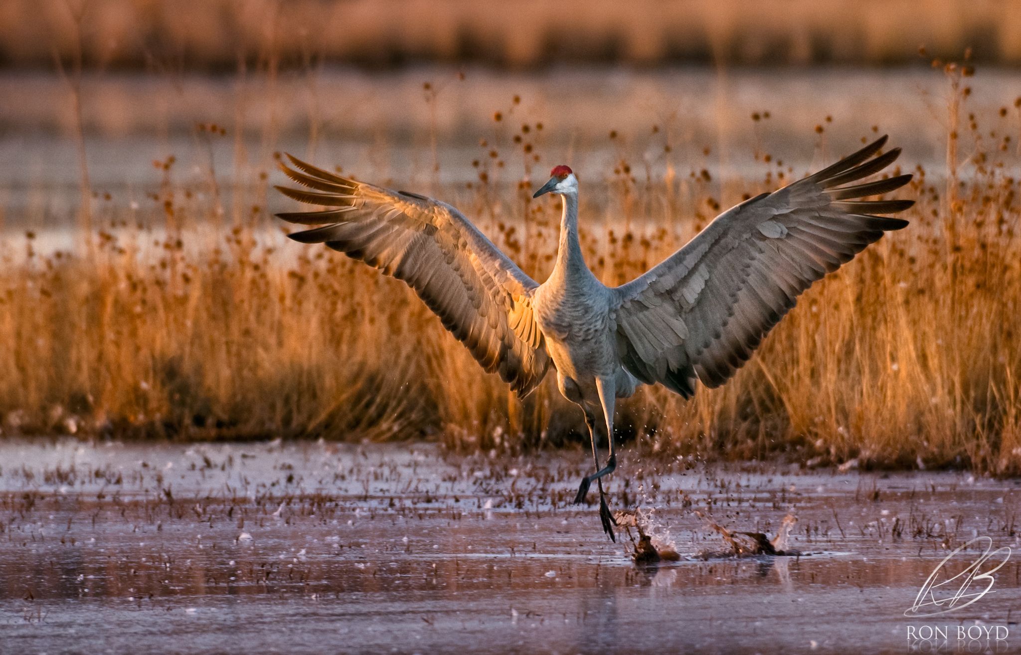 Download Free 100 + crane bird wallpaper Wallpapers