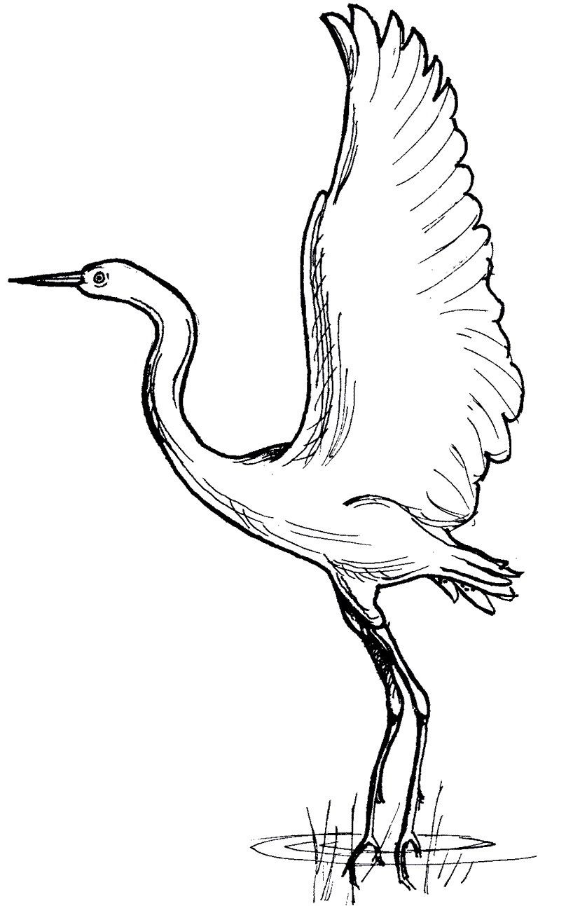 Crane coloring pages