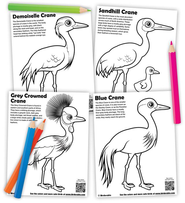 Free downloadable coloring pages of different cranes