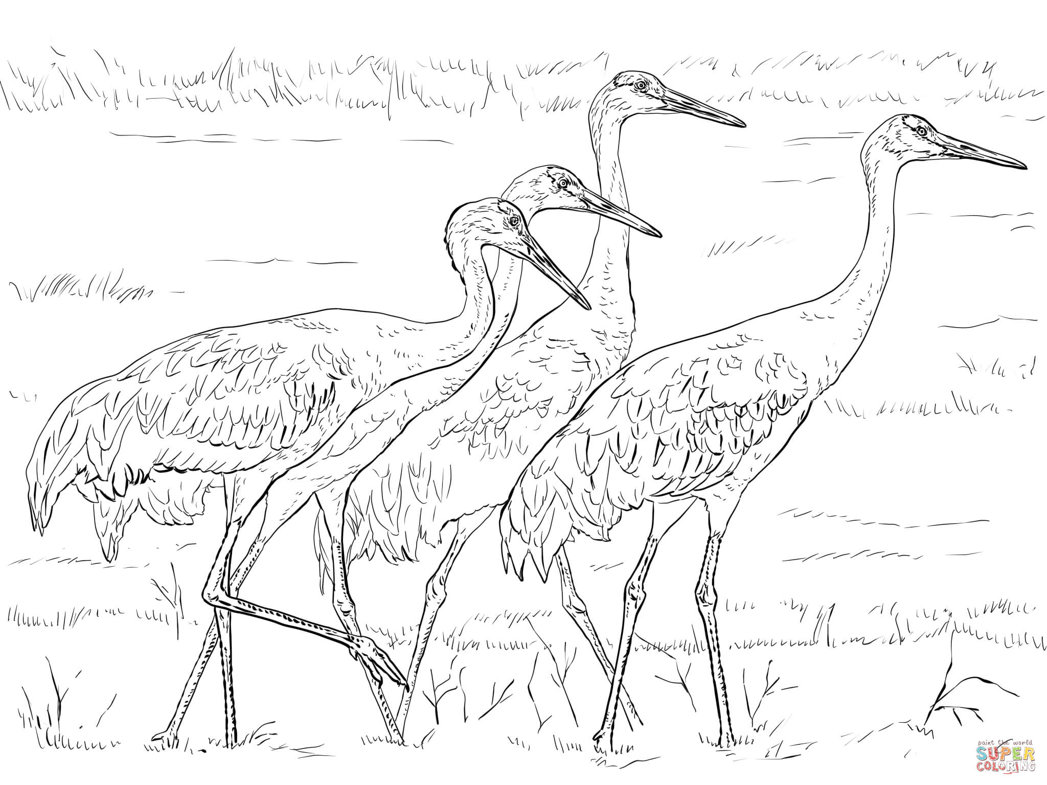 Four sandhill cranes coloring page free printable coloring pages