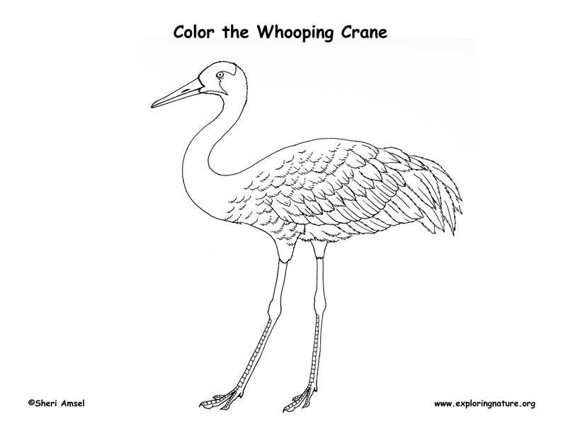 Crane whooping coloring page