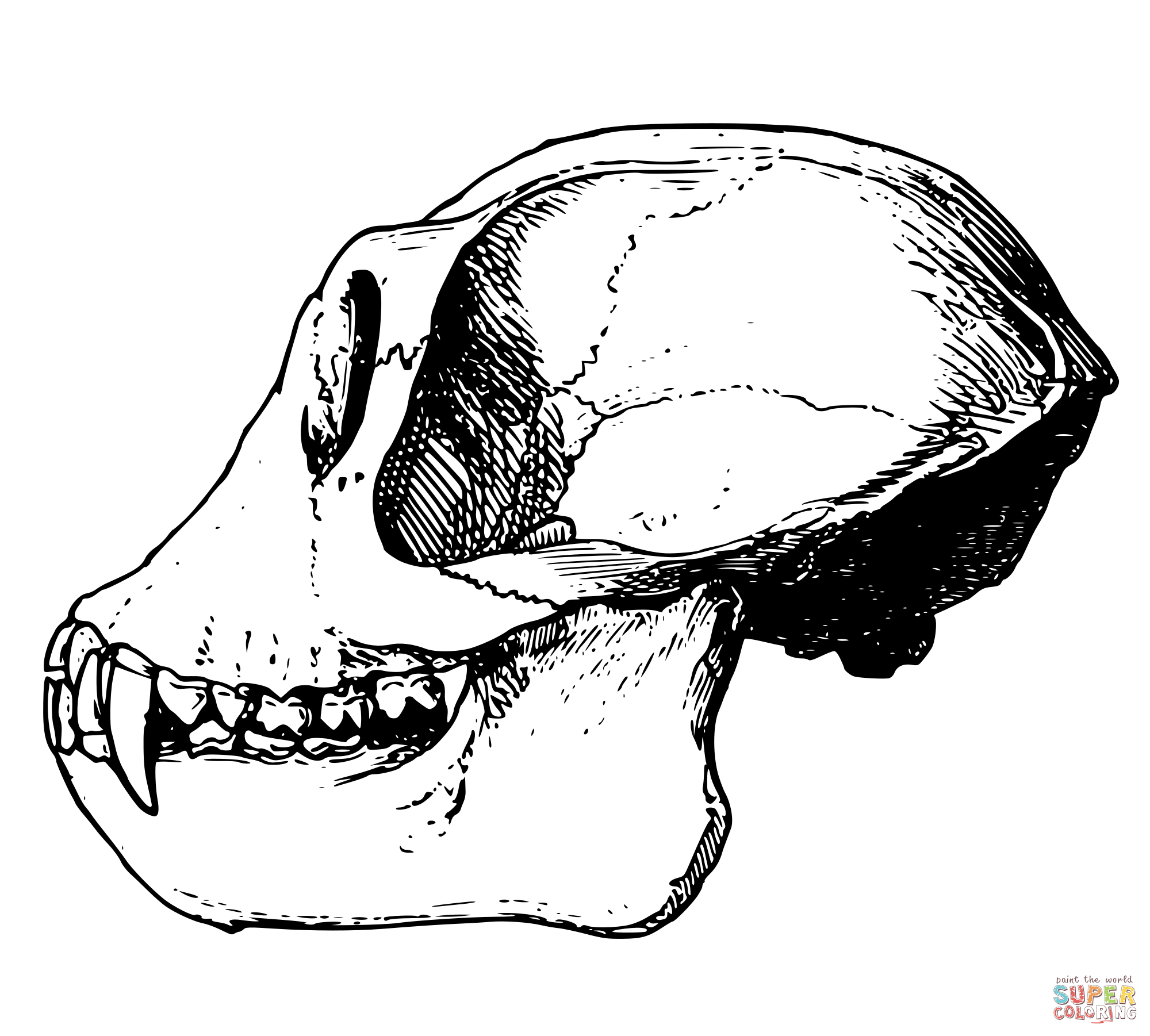 Vintage monkey skull coloring page free printable coloring pages