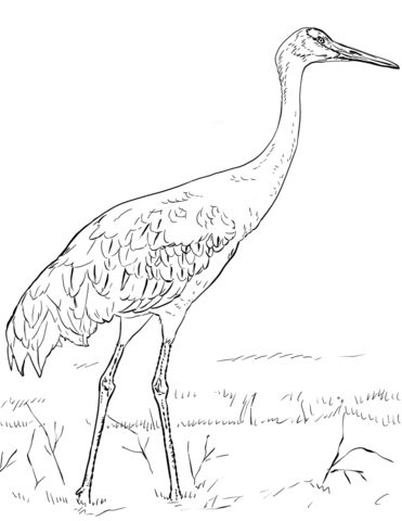 Sandhill crane coloring page coloring pages crane drawing bird drawings