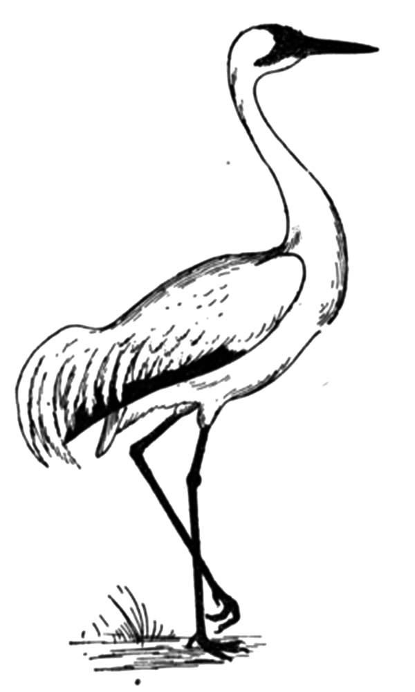 Crane bird coloring pages