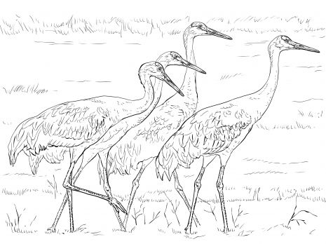 Four sandhill cranes coloring page super coloring bird coloring pages coloring pages animal coloring pages