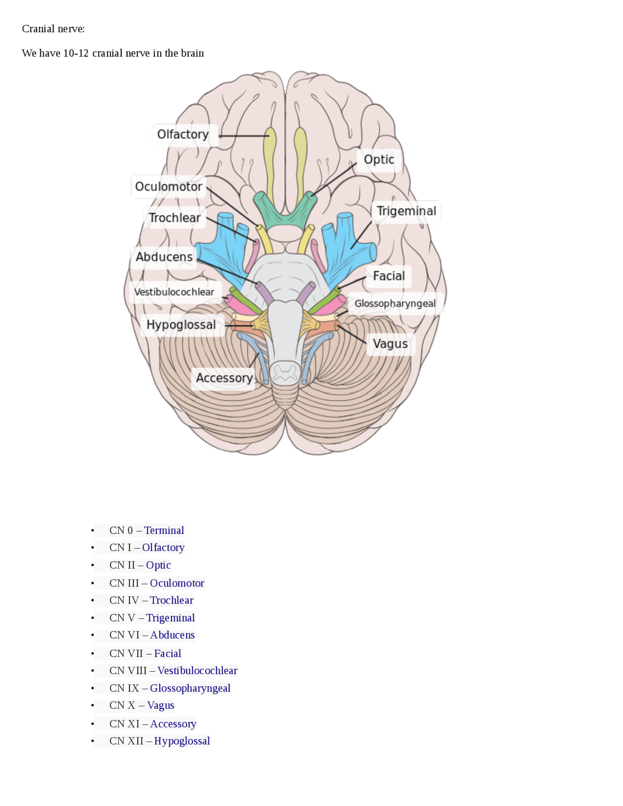 Cranial nerve of anatomu exams anatomy