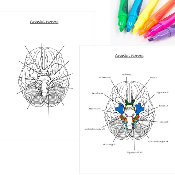 Human anatomy colouring page anatomy of the cranial nerves pdf