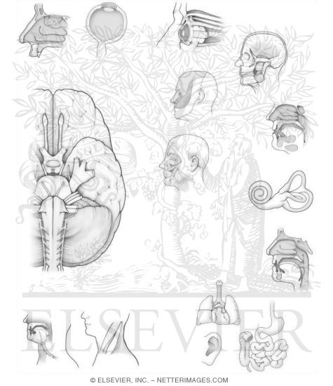 Cranial nerves