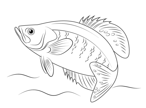 White crappie coloring page free printable coloring pages animal coloring pages fish coloring page fish drawings