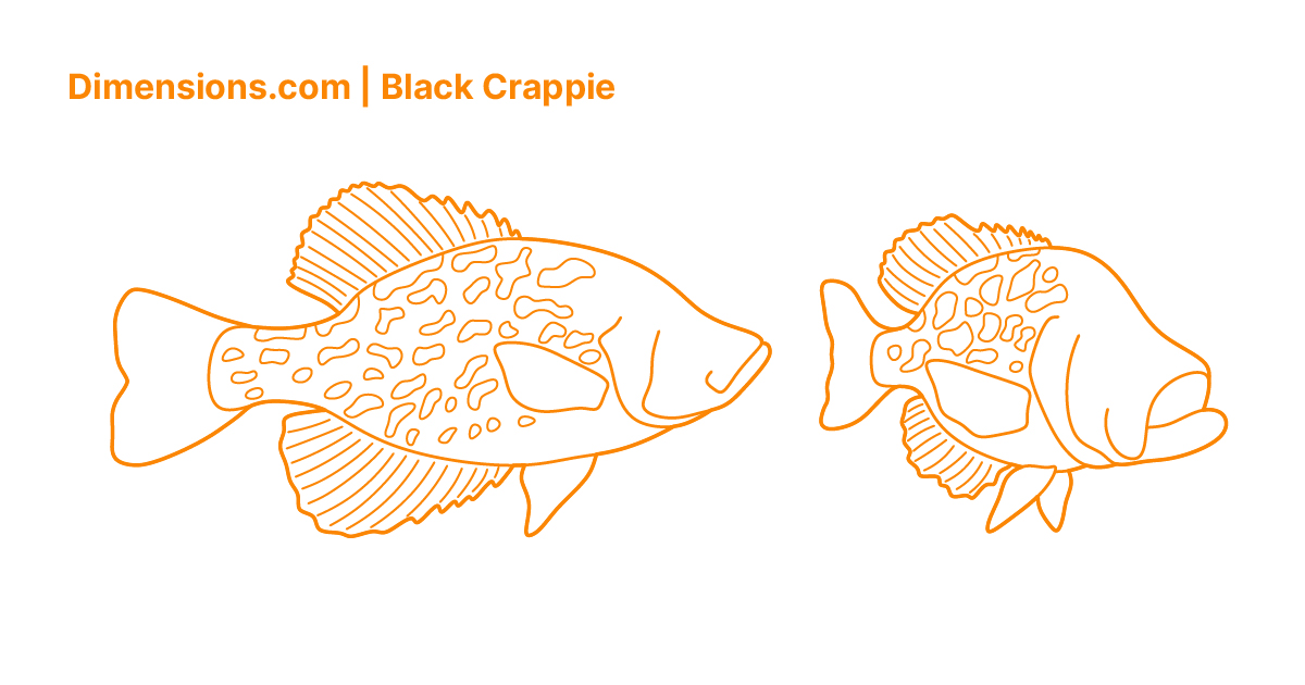 Black crappie drawings