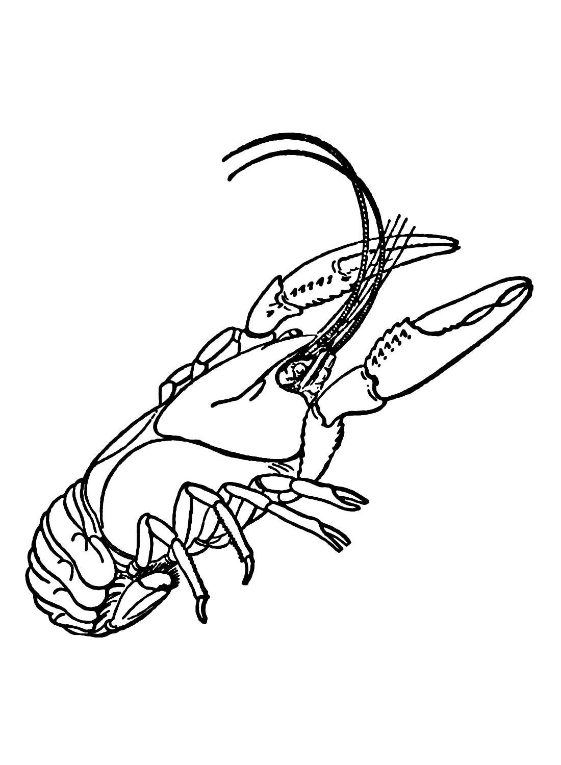 Crawfish coloring pages printable for free download