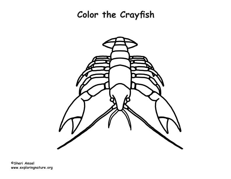 Crayfish coloring page