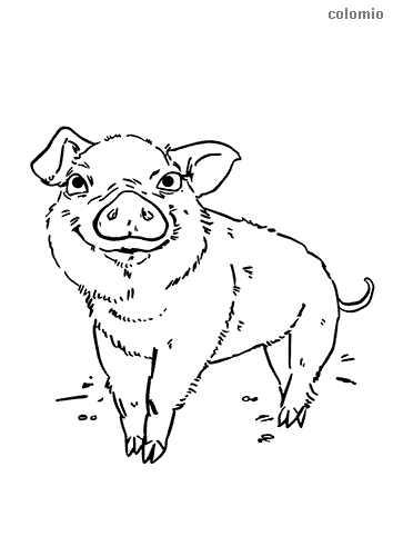 Pigs coloring pages free printable pig coloring sheets