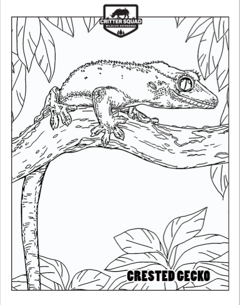 Crested gecko coloring