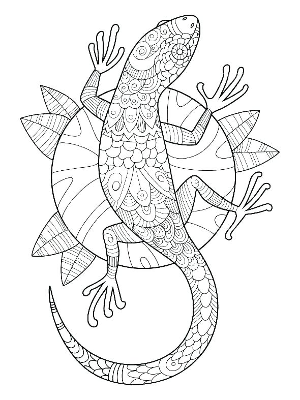 Gecko coloring pages