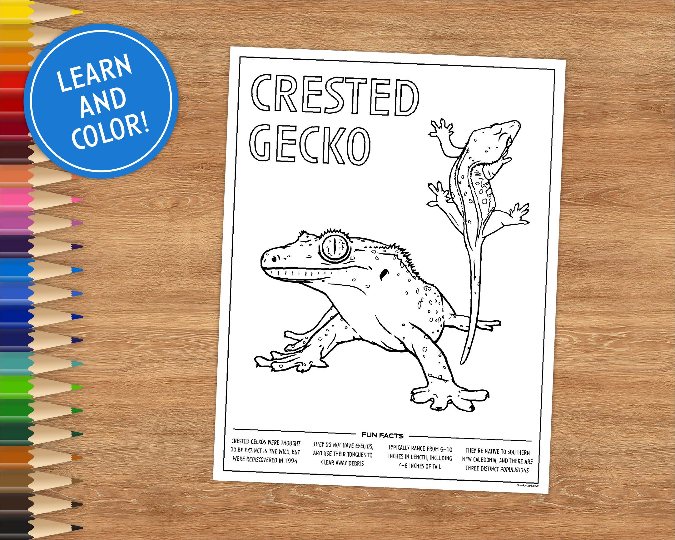 Printable coloring page crested gecko includes fun facts coloring pages for kids coloring pages printable digital download lizard