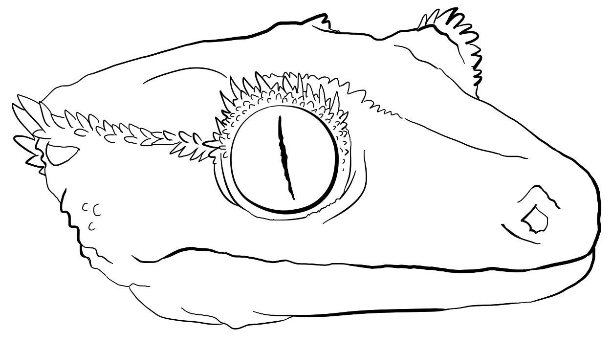 Dreamlessone on x sticker outline for a crested gecko sticker im doin httptcoqqrzmaik x