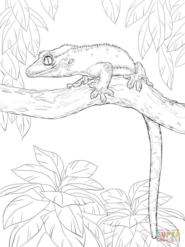 Brilliant image of gecko coloring page