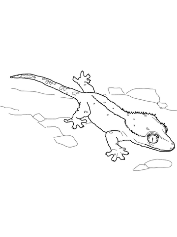 Crested gecko coloring page free printable coloring pages