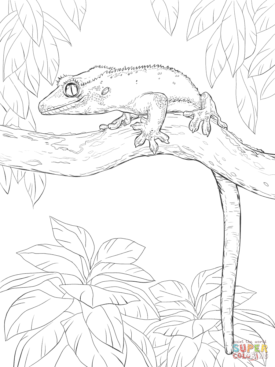 Crested gecko on a tree coloring page free printable coloring pages