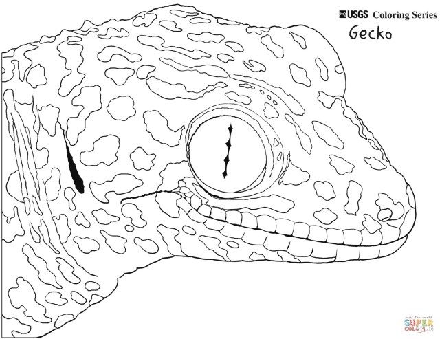 Brilliant image of gecko coloring page