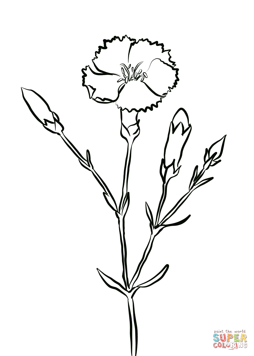 Crimson carnation coloring page free printable coloring pages