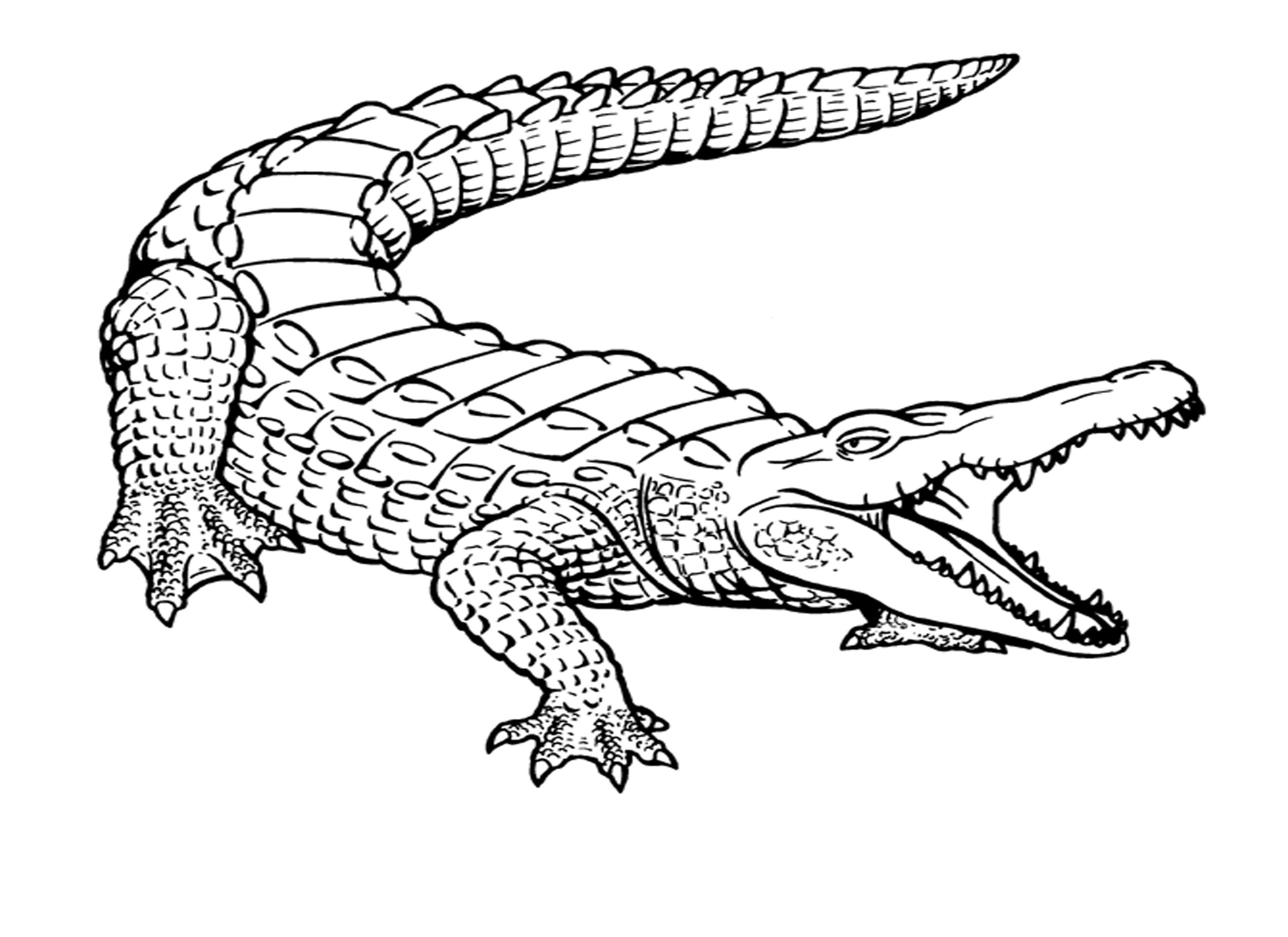 Free printable crocodile coloring pages for kids