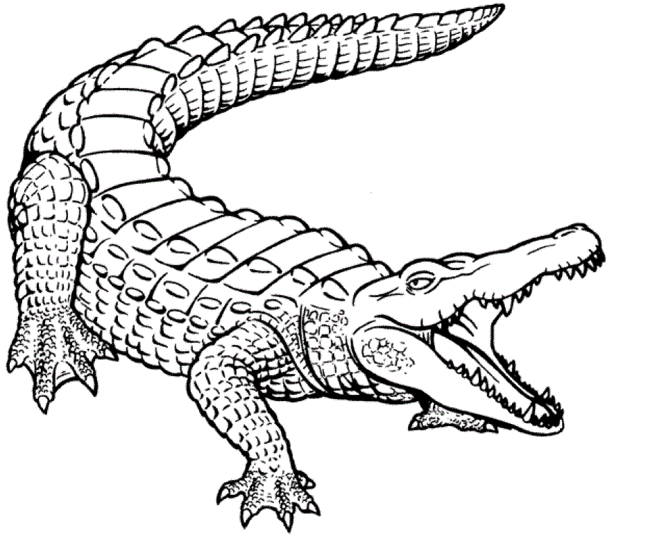 Free printable crocodile coloring pages for kids