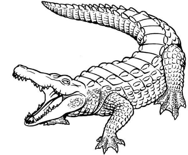 Ebcsinfo animal coloring pages snake coloring pages turtle coloring pages
