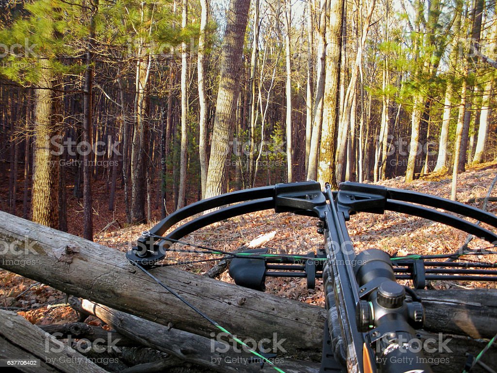 Armbrust auf baumstamm stockfoto und mehr bilder von armbrust