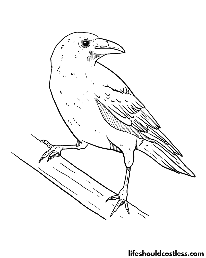 Crow coloring pages free printable pdf templates