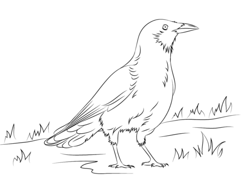 American crow coloring page free printable coloring pages