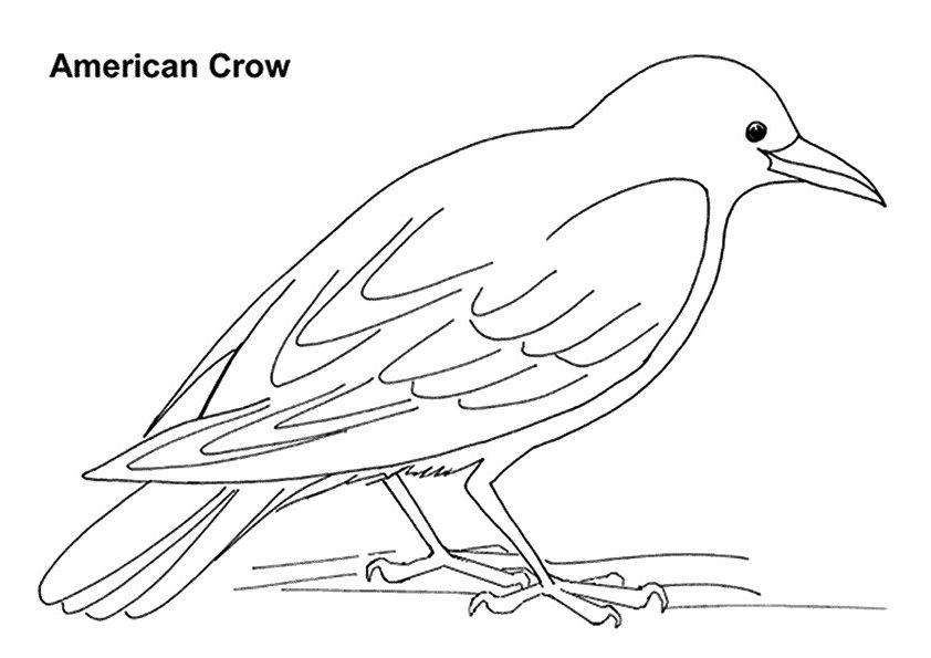 Crow coloring pages