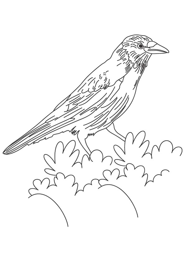 Crow coloring pages