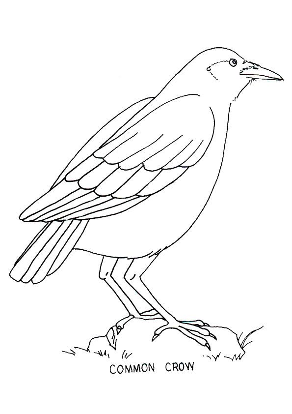 Crow coloring pages