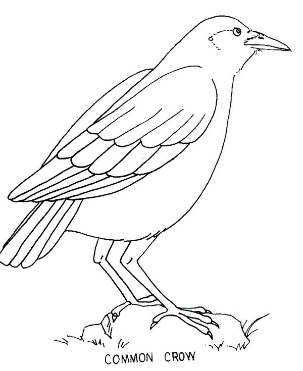 Crow coloring page