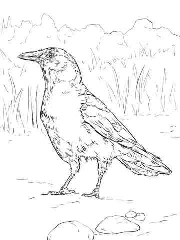 Realistic american crow coloring page free printable coloring pages american crow bird coloring pages coloring pages