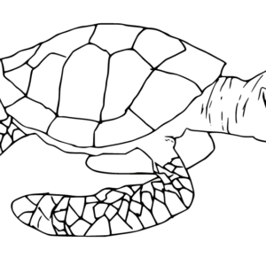 Finding nemo coloring pages printable for free download