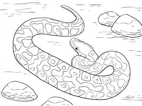 Ball python coloring page super coloring snake coloring pages coloring pages animal coloring pages